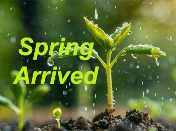 Il risveglio della Terra: celebrare Lichun, l'inizio della primavera